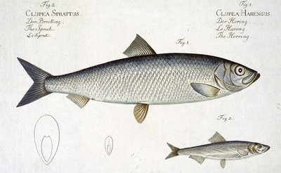 Silli (Clupea Harengus) (kuva 1) ja kilohaili (Clupea Sprattus) levy XXIX julkaisusta "Ichthyologie, ou histoire naturelle generale et particuliere des poissons", Marcus Elieser Bloch (1723-99), kaiverrettu tekijältä Andreas Ludwig Kruger