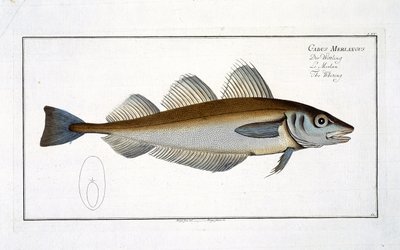 Valkoturskan (Gadus Merlangus) lautanen LXV Marcus Elieser Blochin (1723–1799) julkaisusta Ichthyology tai kalojen yleinen luonnonhistoria, julkaistu noin 1785–1799. tekijältä Andreas Ludwig Kruger