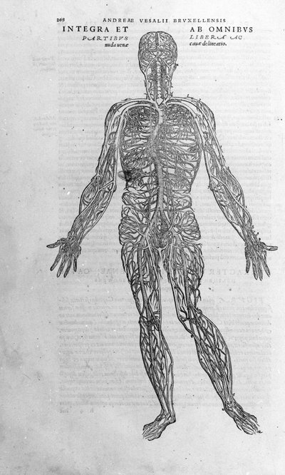 Andrea Vesalio (1514 - 1564), Kaarle V:n lääkäri tekijältä Andreas Vesalius