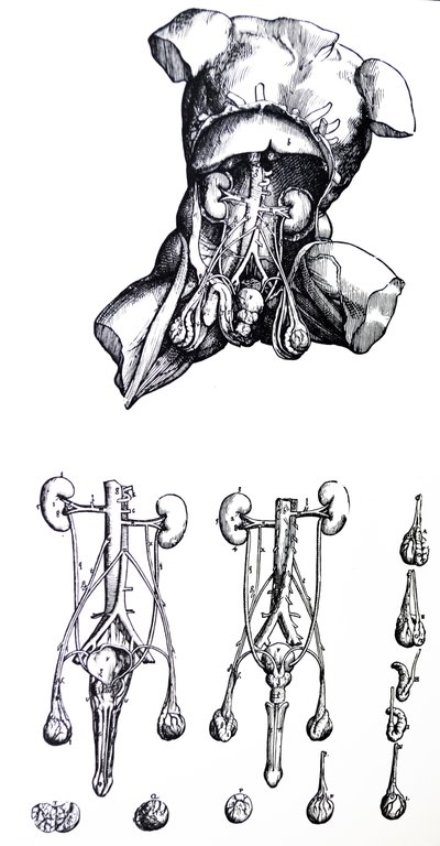 De Humani Corporis Fabrica -teoksen viidennen kirjan laatat. tekijältä Andreas Vesalius