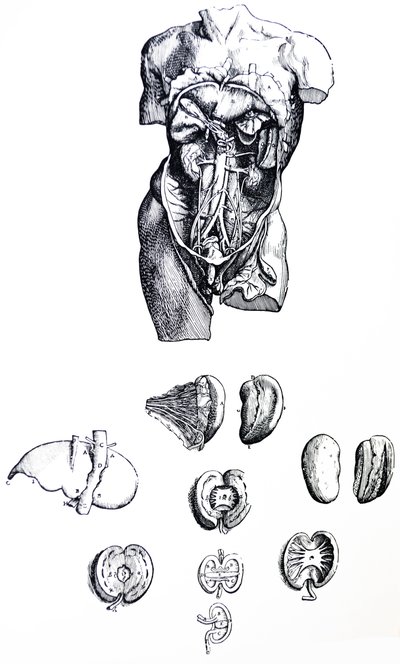 De Humani Corporis Fabrica -teoksen viidennen kirjan laatat. tekijältä Andreas Vesalius