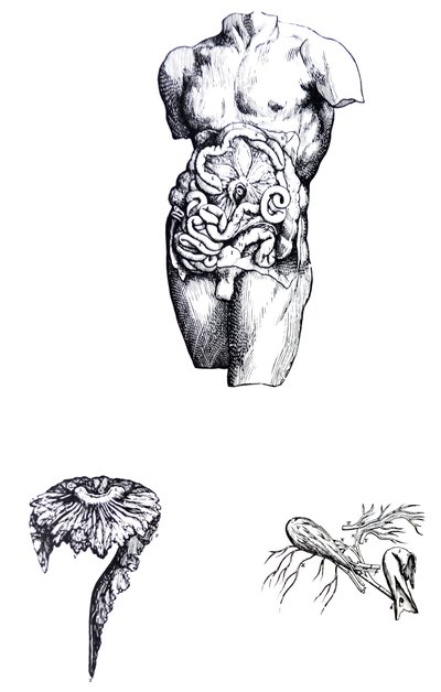 De Humani Corporis Fabrica -teoksen viidennen kirjan laatat. tekijältä Andreas Vesalius