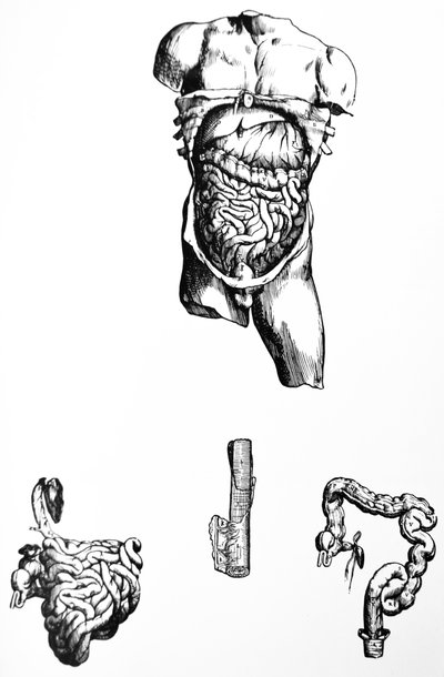 Levyt De Humani Corporis Fabrican viidennestä kirjasta tekijältä Andreas Vesalius