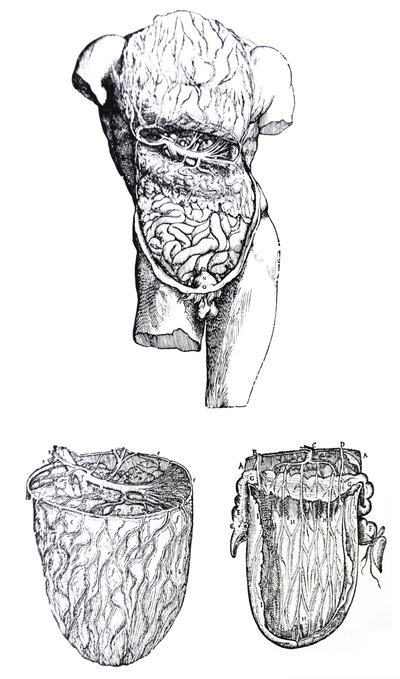 Levyt De Humani Corporis Fabrican viidennestä kirjasta tekijältä Andreas Vesalius
