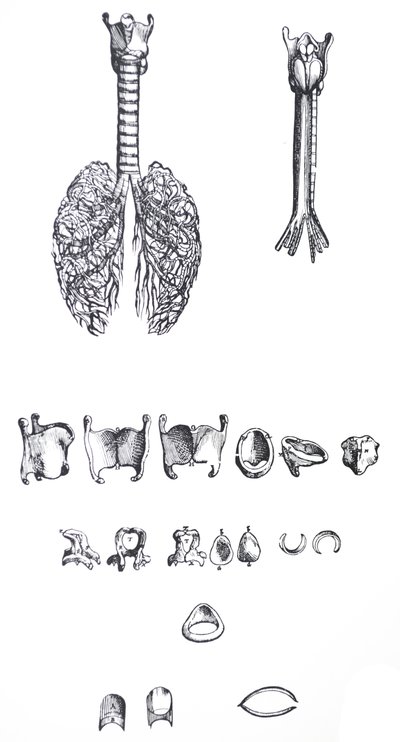 Lautaset De Humani Corporis Fabrican ensimmäisestä kirjasta tekijältä Andreas Vesalius