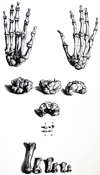 Lautaset De Humani Corporis Fabrican ensimmäisestä kirjasta tekijältä Andreas Vesalius