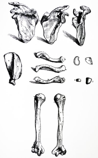 Lautaset De Humani Corporis Fabrican ensimmäisestä kirjasta tekijältä Andreas Vesalius