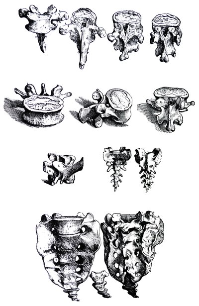 Lautaset De Humani Corporis Fabrican ensimmäisestä kirjasta tekijältä Andreas Vesalius