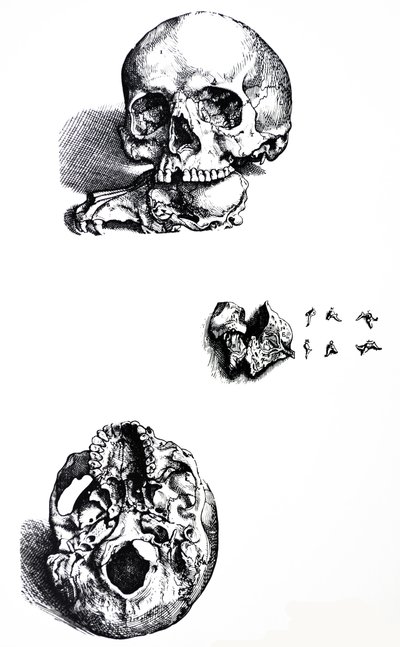 Lautaset De Humani Corporis Fabrican ensimmäisestä kirjasta tekijältä Andreas Vesalius