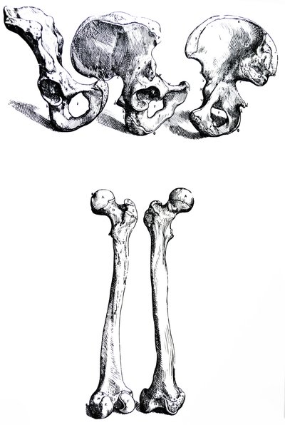 Lautaset De Humani Corporis Fabrican ensimmäisestä kirjasta tekijältä Andreas Vesalius