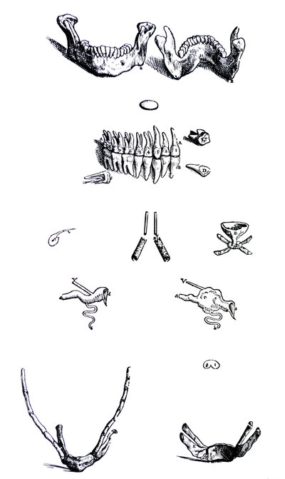 Lautaset De Humani Corporis Fabrican ensimmäisestä kirjasta tekijältä Andreas Vesalius