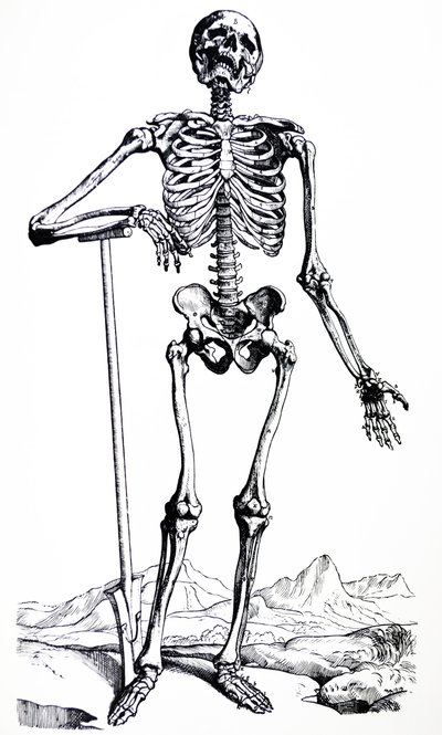Lautaset De Humani Corporis Fabrican ensimmäisestä kirjasta tekijältä Andreas Vesalius