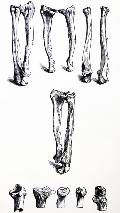 De Humani Corporis Fabrica -teoksen ensimmäisen kirjan laatat tekijältä Andreas Vesalius