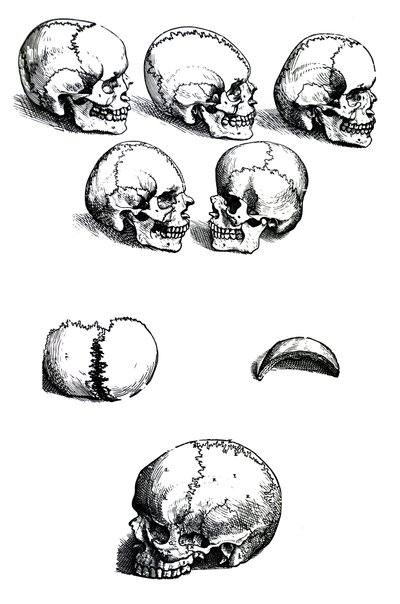 Lautaset Andreas Vesaliuksen (1514-1564) De Humani Corporis Fabrica -kirjasta tekijältä Andreas Vesalius