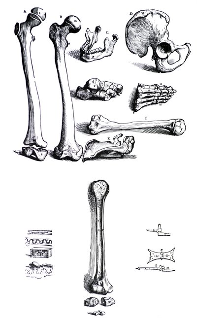Levyt Andreas Vesaliuksen (1514-1564) De Humani Corporis Fabrican ensimmäisestä kirjasta tekijältä Andreas Vesalius