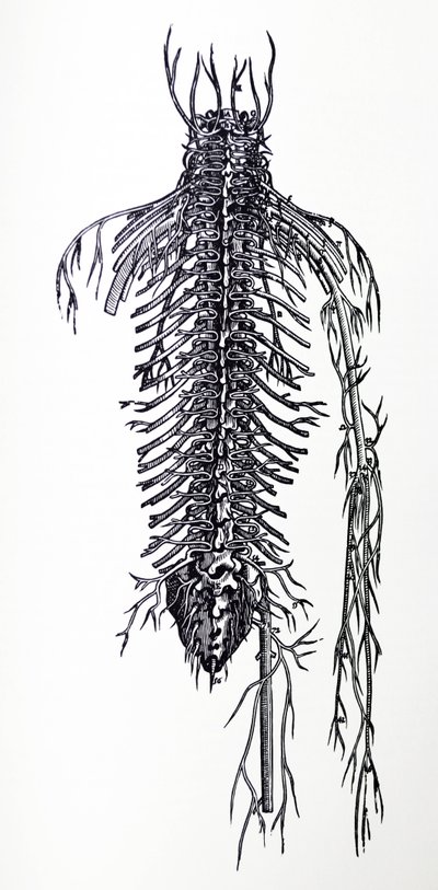 Lautaset De Humani Corporis Fabrican neljännestä kirjasta tekijältä Andreas Vesalius