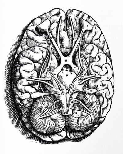 Lautaset De Humani Corporis Fabrican neljännestä kirjasta tekijältä Andreas Vesalius