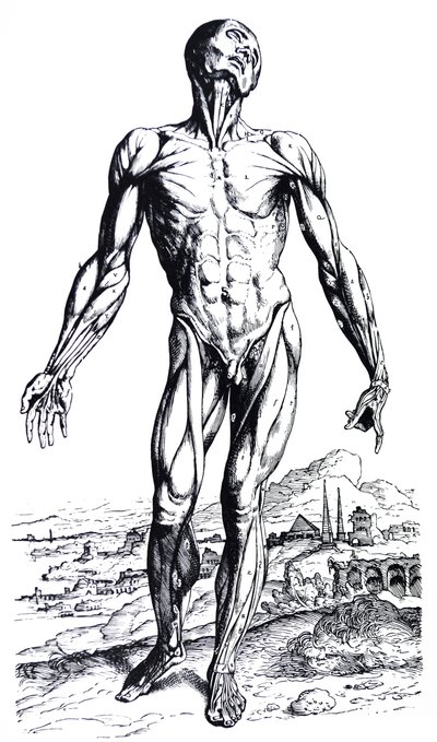 Levyt De Humani Corporis Fabrican toisesta kirjasta tekijältä Andreas Vesalius