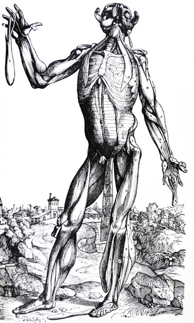 Levyt De Humani Corporis Fabrican toisesta kirjasta tekijältä Andreas Vesalius