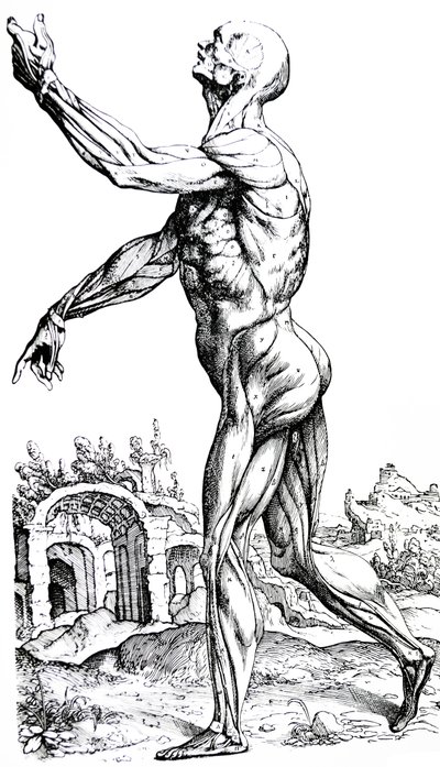 Levyt De Humani Corporis Fabrican toisesta kirjasta tekijältä Andreas Vesalius