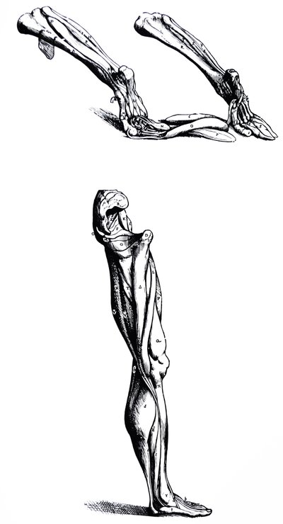 Levyt De Humani Corporis Fabrican toisesta kirjasta tekijältä Andreas Vesalius