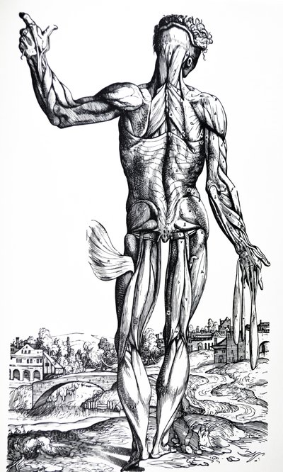 Levyt De Humani Corporis Fabrican toisesta kirjasta tekijältä Andreas Vesalius