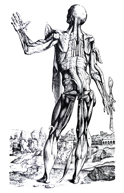 Levyt De Humani Corporis Fabrican toisesta kirjasta tekijältä Andreas Vesalius