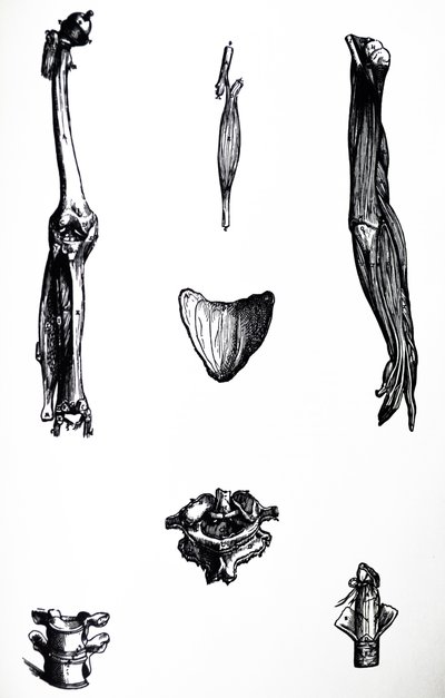 De Humani Corporis Fabrica -teoksen toisen kirjan laatat tekijältä Andreas Vesalius
