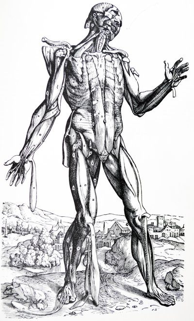 Levyt De Humani Corporis Fabrican toisesta kirjasta tekijältä Andreas Vesalius
