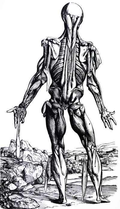 Levyt De Humani Corporis Fabrican toisesta kirjasta tekijältä Andreas Vesalius