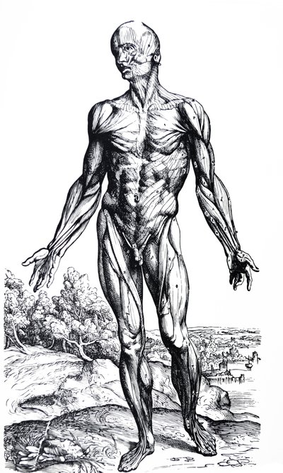 Levyt De Humani Corporis Fabrican toisesta kirjasta tekijältä Andreas Vesalius