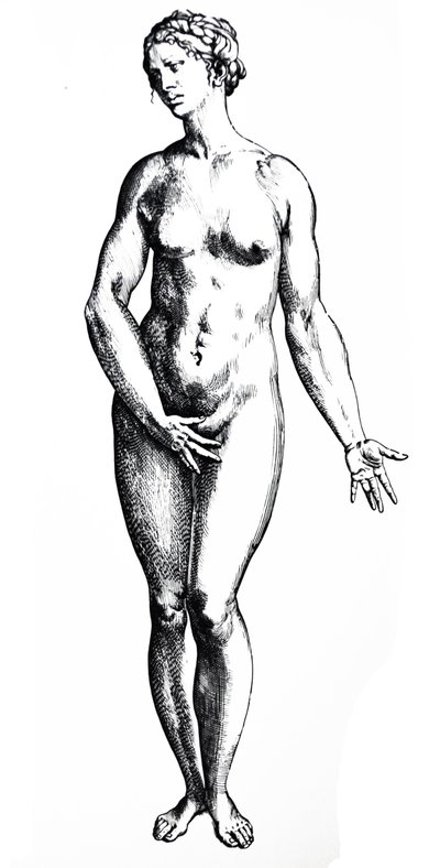 Lautaset De Humani Corporis Fabrican seitsemännestä kirjasta tekijältä Andreas Vesalius