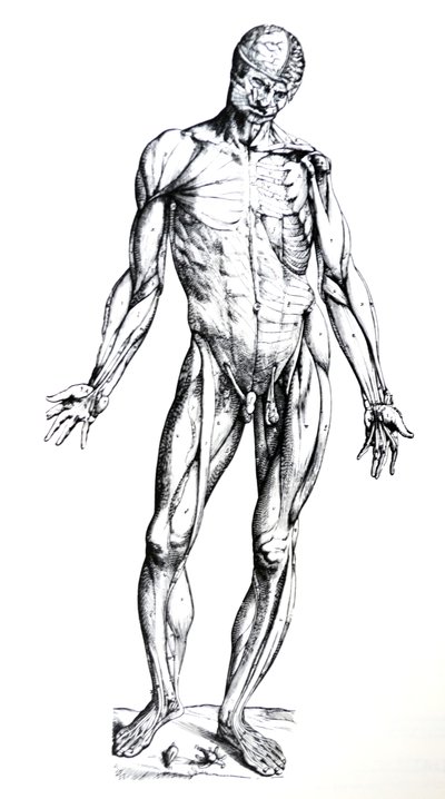 Levyt De Humani Corporis Fabrican seitsemännestä kirjasta tekijältä Andreas Vesalius
