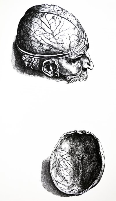 Lautaset De Humani Corporis Fabrican seitsemännestä kirjasta tekijältä Andreas Vesalius