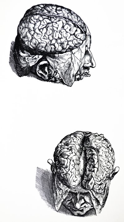 Lautaset De Humani Corporis Fabrican seitsemännestä kirjasta tekijältä Andreas Vesalius