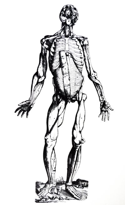 Lautaset De Humani Corporis Fabrican seitsemännestä kirjasta tekijältä Andreas Vesalius