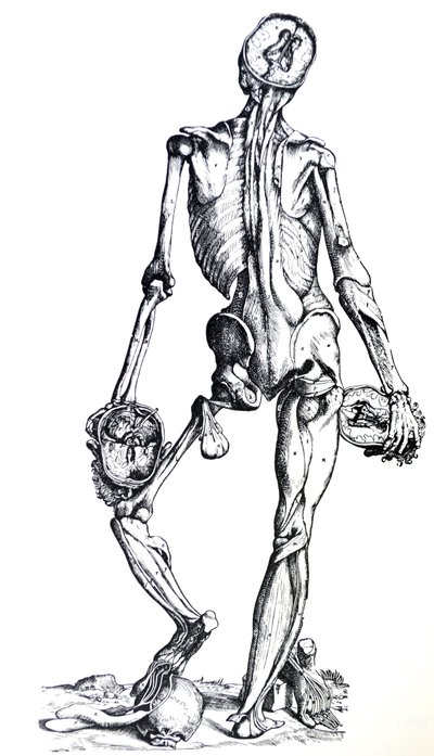 De Humani Corporis Fabrica -teoksen seitsemännen kirjan laatat. tekijältä Andreas Vesalius