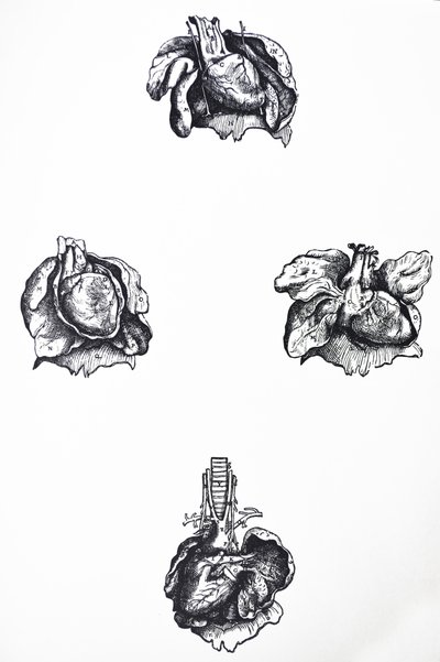 De Humani Corporis Fabrican kuudennen kirjan lautaset tekijältä Andreas Vesalius