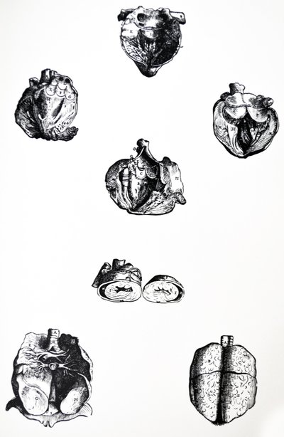 De Humani Corporis Fabrican kuudennen kirjan lautaset tekijältä Andreas Vesalius
