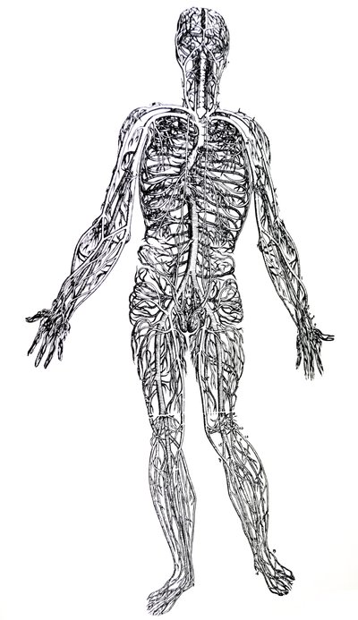 Lautaset De Humani Corporis Fabrican kolmannesta kirjasta tekijältä Andreas Vesalius