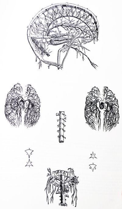 Lautaset De Humani Corporis Fabrican kolmannesta kirjasta tekijältä Andreas Vesalius