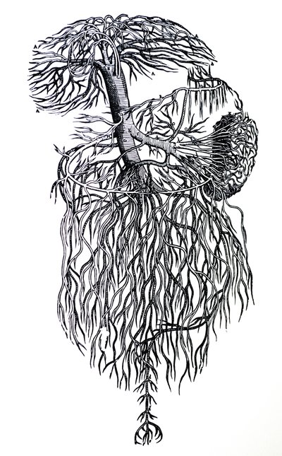Lautaset De Humani Corporis Fabrican kolmannesta kirjasta tekijältä Andreas Vesalius