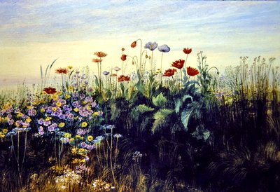 Wild Flowers (akvarelli paperille) tekijältä Andrew Nicholl