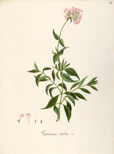 Valerianaceae, Red Valerian (Centranthus ruber), Ruohoinen monivuotinen kasvi kukkapenkkiin tai kivipuutarhoihin, spontaani Italiassa, Angela Rossi Bottione ja työtoverit, akvarelli tekijältä Angela Rossi Bottione
