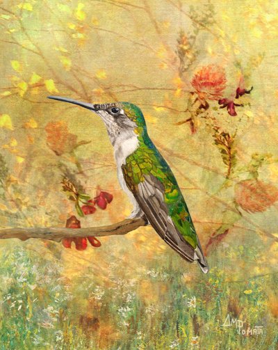Kultaisen kolibrin istuin tekijältä Angeles M. Pomata
