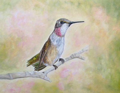 Istuva rubiini-kolibri tekijältä Angeles M. Pomata