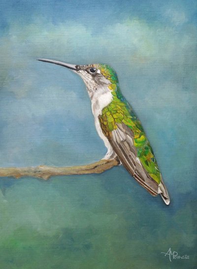 Värikäs kolibrin istumapaikka tekijältä Angeles M. Pomata