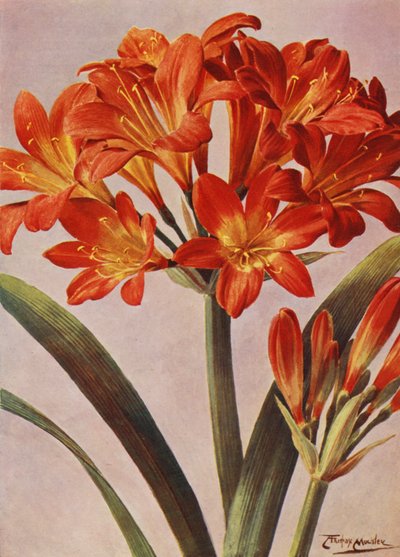 Clivia Miniata, joka tunnettiin pitkään nimellä Imantophyllum Miniatum (värilitho). tekijältä Angelo Fairfax Muckley