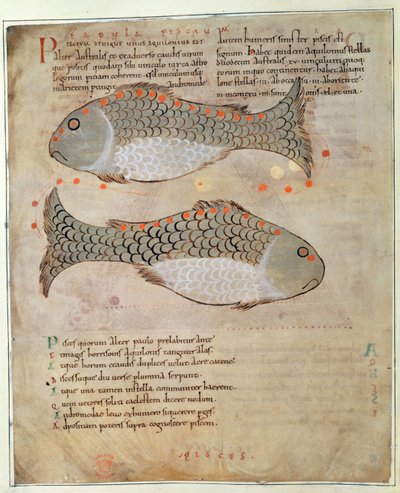 Cott Tib B V Par I 33v The Constellation Pisces elokuvasta "Marvels of the East", n. 1030 (vellum) tekijältä Anglo Saxon