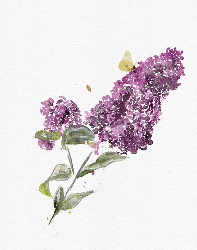 Violetti syreeniperhonen tekijältä Ankie Kooi